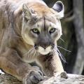 Before European settlement, mountain lions were part of the native Mississippi landscape, but changes in their habitat and overharvest by humans have resulted in no remaining wild populations of these big cats in the state. (Submitted photo)