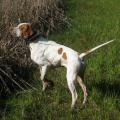 Landowners should consider several factors when preparing hunting leases for their land, including what wildlife species individuals may hunt on the land -- from bobwhite quail to white-tailed deer. (Photo by MSU Extension Service/Daryl Jones)