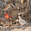 Male and female northern cardinals and a mourning dove search for food in a brush pile. (Photo by Chris Taylor, wildlovephotography.com)