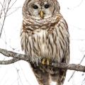 The piercing stare of the Barred Owl can catch a hunter’s attention.  (Photo by Bill Stripling)