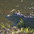 Alligators are protected by Mississippi law, so consult wildlife officials for guidance in removing these unwanted visitors from ponds and lakes. (File photo by MSU Extension Service/Kat Lawrence)