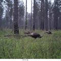 In pine-dominated forests, thinning and prescribed fire are important management practices for creating and maintaining turkey habitat. (Submitted photo)