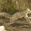 Squirrel season and other small game hunting opportunities are some of the best ways for young hunters and others to enjoy the outdoors. (MSU Extension Service file photo/Kat Lawrence)