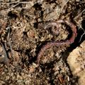 Earthworms improve soil by creating pores to allow greater water infiltration for growing plants. They also help decompose dead plant material into nutrients that plants can use to grow. (Photo by MSU Extension Service/Kat Lawrence)