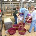 Caleb Mauldin (left) and Cade Mauldin get some help mixing cattle feed from their dad Lance Mauldin at the Mississippi State Fair Oct. 4. Caleb and Cade show beef cattle as members of Jones County 4-H. (Photo by MSU Ag Communications/Susan Collins-Smith)