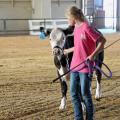 Simpson County 4-H’er Madisyn Lee prepares for the beef showmanship competition at the Mississippi State Fair with a few practice rounds in the ring Oct. 4. (Photo by MSU Ag Communications/Susan Collins-Smith)