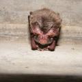 Mississippi State University researchers are monitoring the state’s bats, such as this Rafinesque’s big-eared bat, for white-nose syndrome, a fungal disease decimating bat populations in the Eastern United States. The disease has not yet been found in Mississippi. (Photo courtesy of Andrea Schuhmann) 
