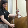 Dr. Robin Fontenot, assistant clinical professor at the Mississippi State University College of Veterinary Medicine, administers shock-wave therapy to an equine patient to help resolve back pain issues. (Photo by MSU College of Veterinary Medicine/Tom Thompson)