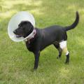 Siba, a 2-year-old lab mix, suffered cuts and abrasions when he was hit by a car in his own driveway. He was photographed in recovery May 6, 2015, in Starkville, Mississippi. (Photo by MSU Ag Communications/Kevin Hudson)