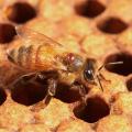 Varroa mites -- such as this one attached to a honeybee -- transmit viruses, weaken bee health and factor prominently in the decline of bee populations. (Photo by USDA-ARS/Steve Ausmus)