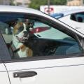 Pets left inside vehicles, especially on hot summer days, can suffer heat exhaustion and heatstroke. (Staged photo by MSU Ag Communications/Kat Lawrence)