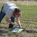 Mississippi State University graduate student Chelsie Darnell of Union City, Tennessee, gently knocks thrips from soybean plants to her collection tray in a Sunflower County, Mississippi, field on June 3, 2015. (Photo by MSU Ag Communications/Linda Breazeale)