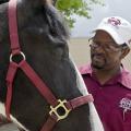 Tender, a horse owned by Henry Wilson of Columbus, is one of the first patients to benefit from a new operating procedure developed by veterinary professors at the Mississippi State University College of Veterinary Medicine. The method minimizes surgical stress and complications. (Photo by MSU College of Veterinary Medicine/Tom Thompson)