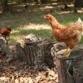 Poultry raised in backyard flocks, such as this Oktibbeha County chicken on July 25, 2015, will be just as vulnerable as commercial flocks to highly pathogenic avian influenza, also known as bird flu, later this year when migratory waterfowl return from nesting grounds in infected states. (Photo by MSU Ag Communications/Kat Lawrence)