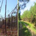 Tree farmer Cecil Chambliss thought Hurricane Katrina put him out of business, but 10 years later, he has changed his management practices and improved production on his Forrest County farm by replanting with longleaf and slash pine, which are more resistant to high winds than loblolly pine. (Submitted photo)