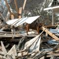 Hurricane Katrina displaced both family pets and large animals. (MSU Ag Communications file photo/Jim Lytle)