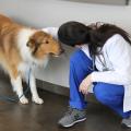 Dr. Dena Lodato, a board-certified veterinary surgeon with the Mississippi State University College of Veterinary Medicine Animal Emergency and Referral Clinic in Flowood, greets Lad, a local patient that recovered from serious injuries he suffered when a train hit him. (Submitted photo)