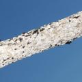 This crape myrtle branch is encrusted in the white felt of crape myrtle bark scale, an invasive insect that damages the once low-maintenance trees. (Photo by MSU Extension/Blake Layton)