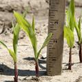 Frequent rains pushed both corn planting and corn emergence behind schedule in Mississippi. This corn was photographed April 21, 2015, in Starkville at Mississippi State University. (Photo by MSU Ag Communications/Kat Lawrence)