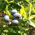 Blueberries are ripe for the picking across much of the state if rains will allow opportunities for harvest. Bushes are loaded with berries, such as these photographed on June 2, 2015, in Poplarville, Mississippi. (Photo by Eric Stafne)