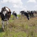 Holstein cows graze at the Joe Bearden Dairy Research Center in Sessums, Mississippi, on June 11, 2015. Increased production and international competition are bringing down milk prices for dairy producers across the state. (Photo by MSU Ag Communications/Kat Lawrence)