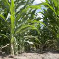 The majority of the state's corn is rated in good or excellent condition despite spring rains that delayed planting and detrimental heat in recent weeks. This photo was taken June 12, 2015, in Sunflower County. (Photo by MSU Ag Communications/Kat Lawrence)