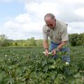  Gary Lawrence, Mississippi State University nematologist, examines cotton growing at the MSU R.R. Foil Plant Science Research Center in Starkville, Mississippi, on Aug. 11, 2015. (Photo by MSU Ag Communications/Kat Lawrence)