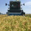 Workers harvest rice on Aug. 24, 2015, at the Mississippi State University Delta Research and Extension Center in Stoneville, Mississippi. (Photo by MSU Delta Research and Extension Center/Bobby Golden)