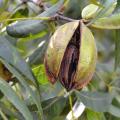 This pecan at Pecan Hills Farms in Raymond, Mississippi, is open but not quite ready for harvest on Oct. 8, 2015. The state’s harvest is delayed by a few weeks because of the dry summer. (Photo by MSU Extension/Susan Collins-Smith)