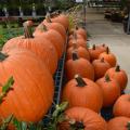 Large pumpkins just right for jack-o-lanterns await selection at a store in Starkville, Mississippi, on Oct. 23, 2015. (Photo by MSU Extension Service/Linda Breazeale)