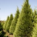 Expect to pay anywhere from $7 to $10 per foot for a choose-and-cut Christmas tree this year. (File photo by MSU Extension/Kat Lawrence)