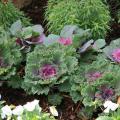 Ornamental kale and cabbage provide easy fall and winter color. (Photo by MSU Extension Service/Gary Bachman)