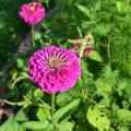 Zinnias provide a good source of energy for adult monarch butterflies and other pollinators, such as native bees and other butterfly species. (Photo by MSU Extension Service/Susan Collins-Smith)
