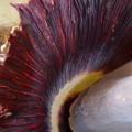 The titan arum’s spathe opens for one day every seven to 10 years. The leafy, petal-like structure, which contains both male and female flowers, emits a strong odor similar to decaying meat to attract the plant’s native pollinators. (Photo by MSU Extension Service/Susan Collins-Smith)