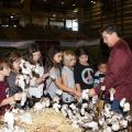 Mississippi State University Extension Service agent Dennis Reginelli explains cotton to students visiting FARMtastic in 2015. This year’s agricultural event will take place Nov. 14-18 at the Mississippi Horse Park near Starkville, Mississippi. (Photo by MSU Extension Service/Kat Lawrence)