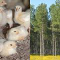 Chicks and Forest