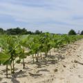 soybean field