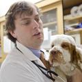Dr. Jeb Cade, an assistant clinical professor at the Mississippi State University College of Veterinary Medicine, is part of a team researching more efficient and cost-effective ways of treating a common condition in Mississippi dogs. (Photo by MSU College of Veterinary Medicine/Tom Thompson)