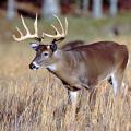 Hunters, land managers and forestry professionals can learn about white-tailed deer, such as this buck, at one of the three deer management workshops, hosted by the Mississippi State University Extension Service, in August. (File Photo by MSU Extension Service)