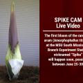 The first bloom of the rare titan arum (Amorphophallus titanum) at the MSU South Mississippi Branch Experiment Station, nicknamed “Spike”  will happen soon, possibly between June 25-30! 