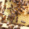 A queen bee scurries toward the bottom left corner of a frame of capped cells containing bee larvae. Worker bees have many different jobs within a colony, including caring for baby bees. (File photo by MSU Extension/Keri Collins Lewis)