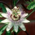 Blue passionflower, known botanically as Passiflora caerulea, is a tropical vine and prolific bloomer across most of the state. Although called blue, this native to South America actually has white petals and scores of attractive blue filaments. 