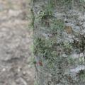 Lichens are harmless, opportunistic organisms that grow on hard outdoor surfaces, such as wooden fences, rocks and tree bark. A healthy plant has a canopy that discourages lichen growth. (Photo by MSU Extension Service/Gary Bachman)