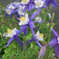 Columbines, such as this Aquilegia Swan blue and white, can thrive in Mississippi landscapes when treated as an annual. (Photo by MSU Extension Service/Gary Bachman)