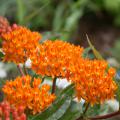 Butterfly weed, also commonly known as milkweed, is beautiful, low maintenance and deer resistant. (Photo by MSU Extension Service/Gary Bachman)