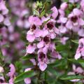 The Angelonia Serenita series has compact plants with vibrant colors, such as this Serenita Pink that was named an All-America Selection Winner in 2014. (Photo by MSU Extension Service/Gary Bachman)