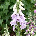 The tall floral spires of Camelot foxgloves are available in rose, lavender, creamy white and white. (Photo by MSU Extension Service/Gary Bachman)