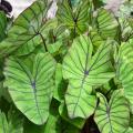 Colocasia Blue Hawaii is an elephant ear variety with large green leaves featuring prominent bluish-purple veins and wavy edges. (Photo by MSU Extension Service/Gary Bachman)