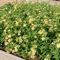 Luscious lantanas, such as this Lemonade selection, are excellent groundcover choices. (Photo by MSU Extension Service/Gary Bachman)