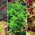 Sun coleuses (left) thrive in the Deep South but require constant moisture during summer months. —- A 2010 Mississippi Medallion winner, the Electric Lime coleus (middle) is durable and pairs well with spring and fall foliage. —- Henna coleus (right) has chartreuse and copper colors on the tops of its leaves and shades of burgundy underneath. (Photos by Gary Bachman/MSU Extension)